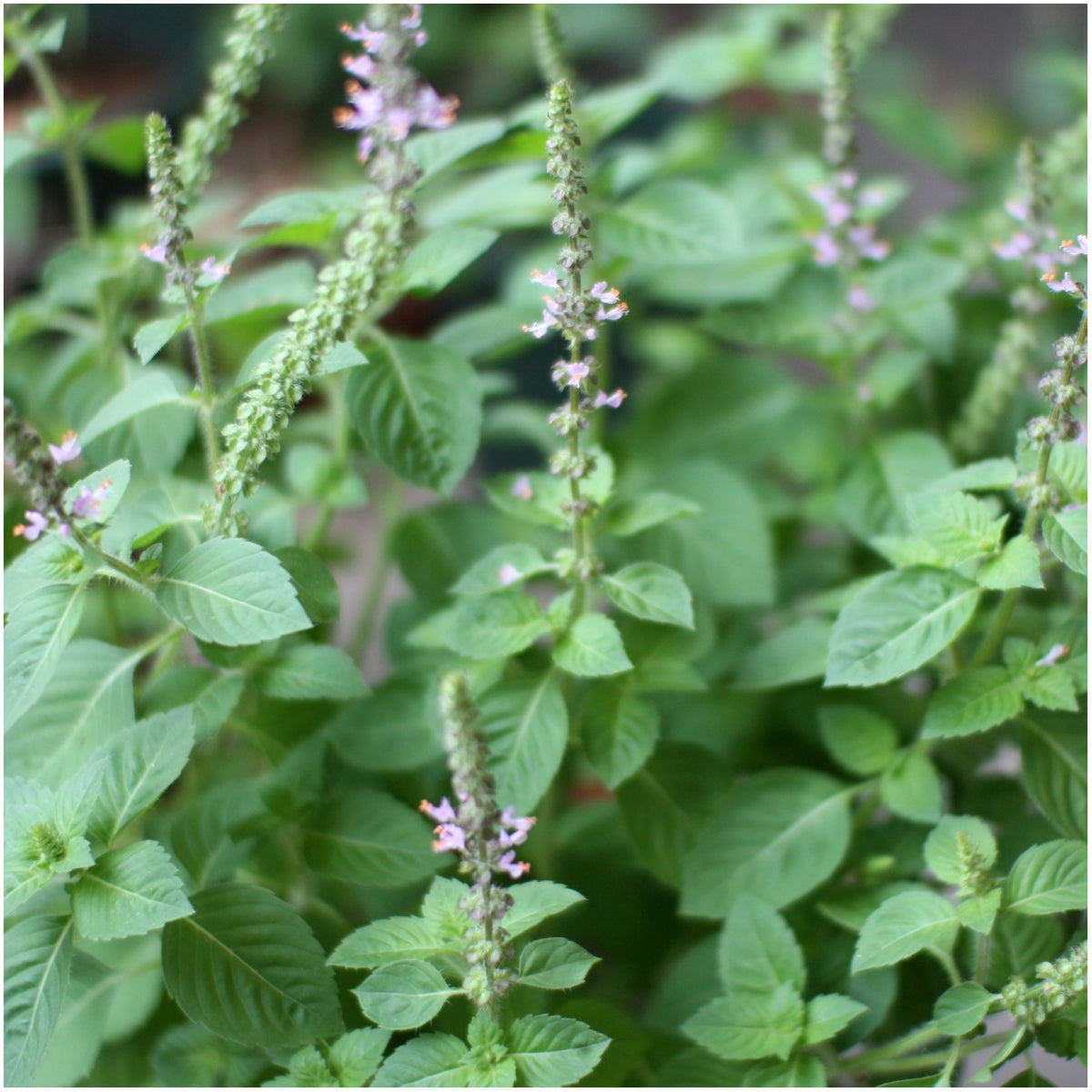 Tulsi Holy Basil Hardy Seeds