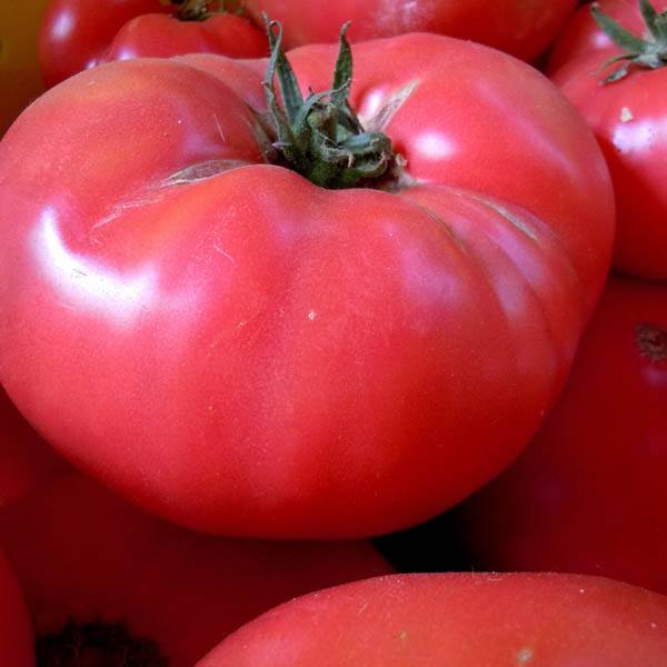 Tomato-slicing-New Big Dwarf