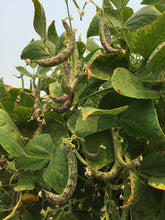 Load image into Gallery viewer, Beans-Pole-Anellon Stortino Di Trento