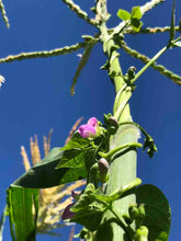 Load image into Gallery viewer, Beans-Pole-Nonna Agnes Blue