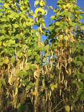 Load image into Gallery viewer, Beans-Pole-Pellegrini