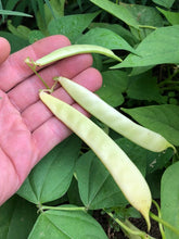 Load image into Gallery viewer, Beans-Pole-Pellegrini