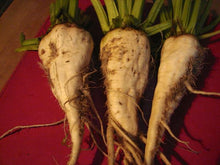 Load image into Gallery viewer, Beets-Sugar-Nesvizhskaya