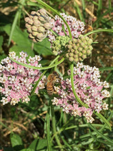 Load image into Gallery viewer, Milkweed-Narrow Leaf