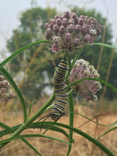 Load image into Gallery viewer, Milkweed-Narrow Leaf
