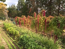 Load image into Gallery viewer, Amaranth-Bija Red