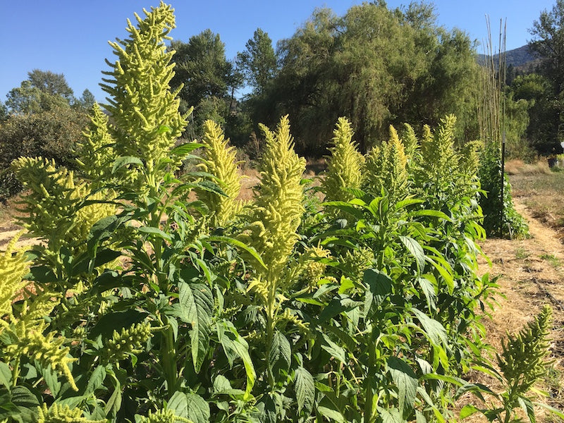Amaranth-Green – Hardy Seeds
