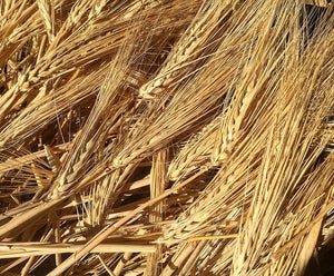 Barley-Burbank