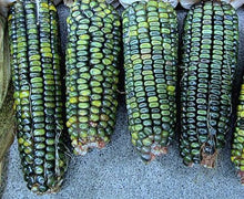 Load image into Gallery viewer, Corn-Dent-Oaxacan Green