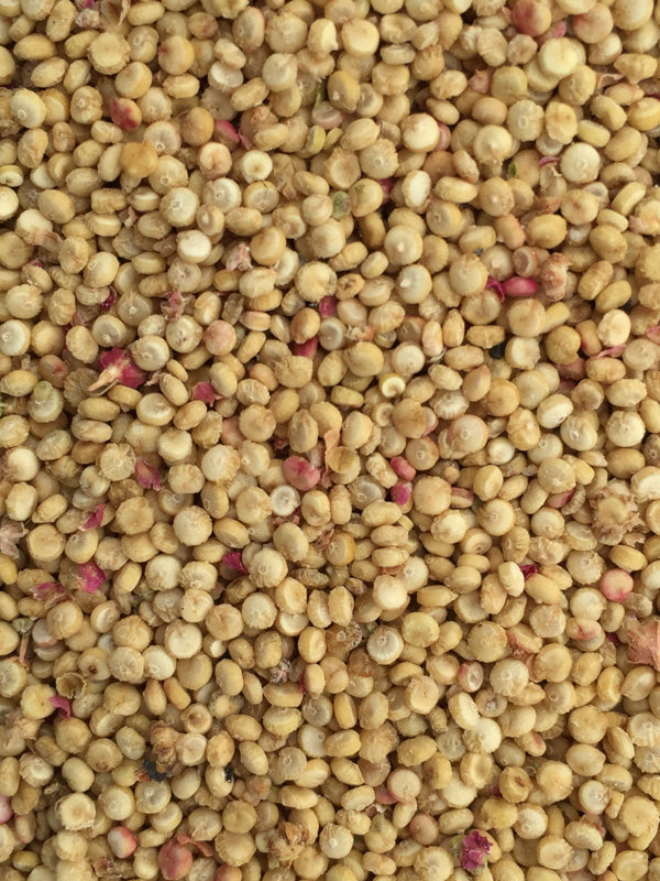 Quinoa Siskiyou Red Hardy Seeds quinoa-siskiyou-red-hardy-seeds