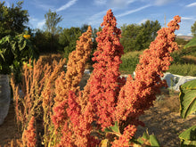 Load image into Gallery viewer, Quinoa-Siskiyou Red