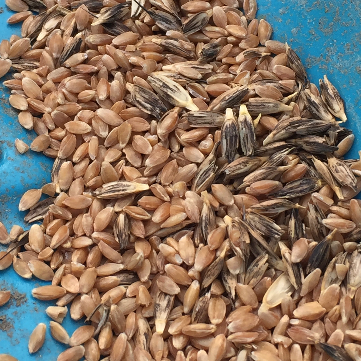 Einkorn-Black  Hardy Seeds