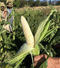Load image into Gallery viewer, Corn-Sweet-Zanadoo