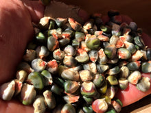 Load image into Gallery viewer, Corn-Dent-Oaxacan Green