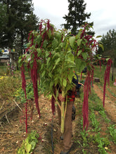 Load image into Gallery viewer, Amaranth-Bija Red
