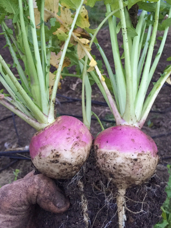 TurnipLadakhi Hardy Seeds