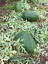 Load image into Gallery viewer, Watermelon-Siberian