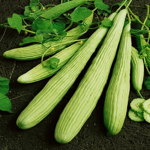 Cucumber-long-Armenian