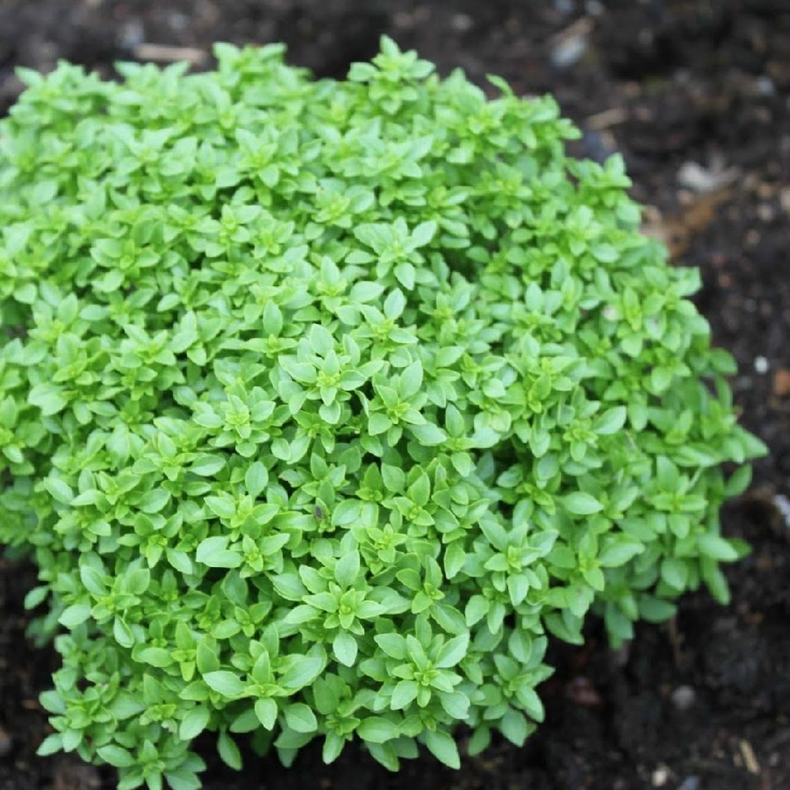 Basil-Spicy Bush – Hardy Seeds