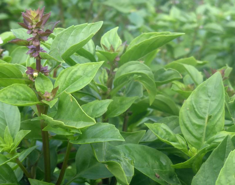 Basil Eritrean