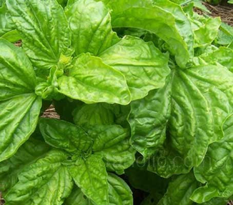 Basil-Lettuce Leaf