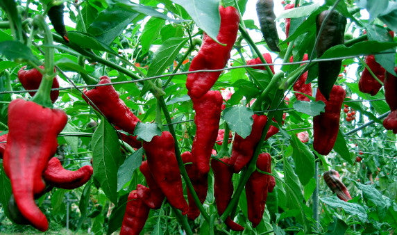 Hot Peppers-Chimayo