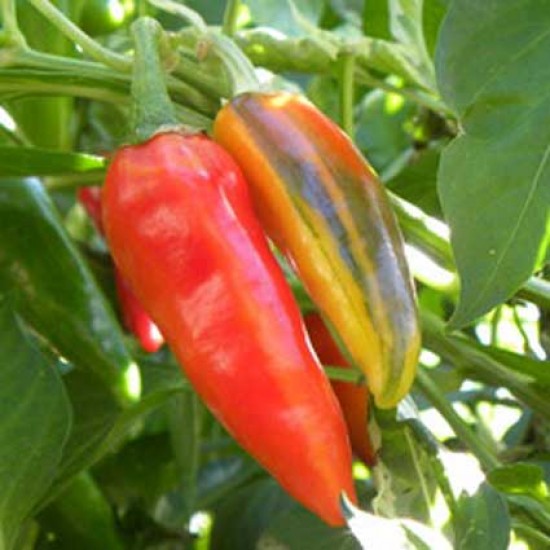 Hot Peppers-Fish