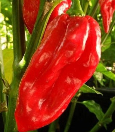 Hot Peppers-Red Devil Tonge