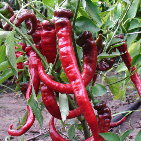 Sweet Peppers-Sweet Nardello