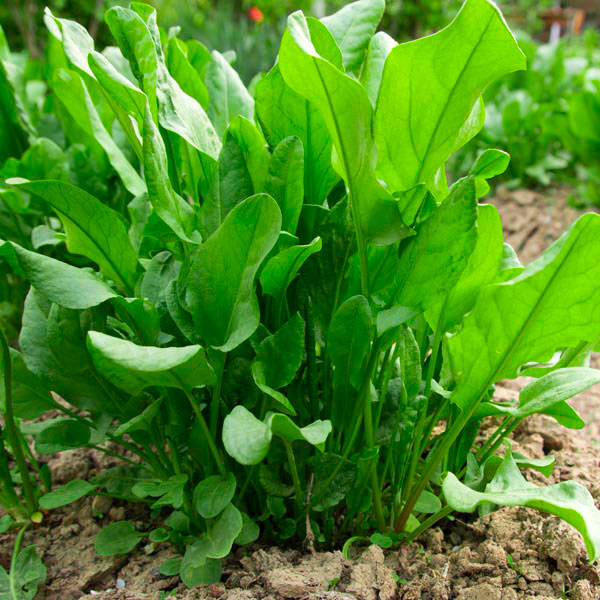 Sorrel-French – Hardy Seeds