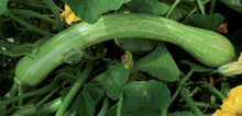 Load image into Gallery viewer, Squash-Winter-Tromboncino
