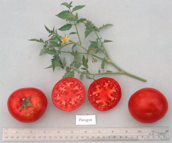 Tomato-slicing-Paragon