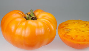Tomato-slicing-Siskiyou Orange