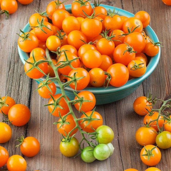 Tomato-Cherry-Sungold F-4