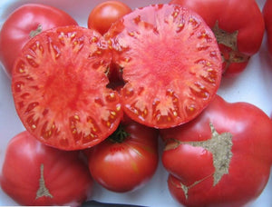 Tomato-slicing-Weisnicht Ukranian