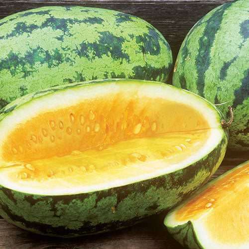 Watermelon-OrangeGlo