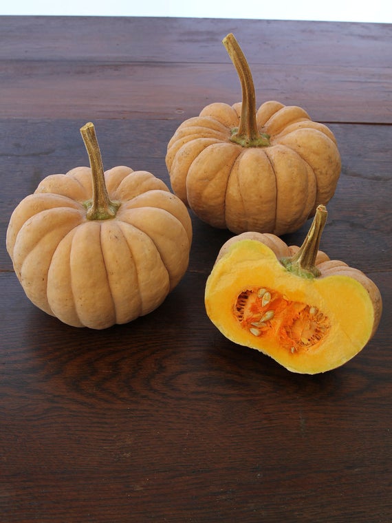 Squash-Winter-Kikuza – Hardy Seeds
