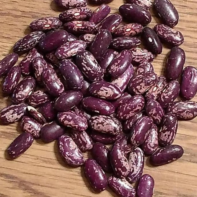 Beans-Bush-Kebarika