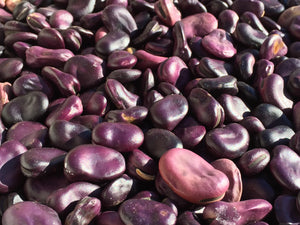 Beans-Fava-Frog Island Nation - Purple