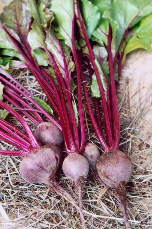 Beets-Lutz Green Leaf – Hardy Seeds