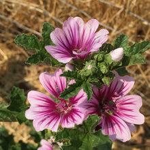 Load image into Gallery viewer, Hollyhock Mallow

