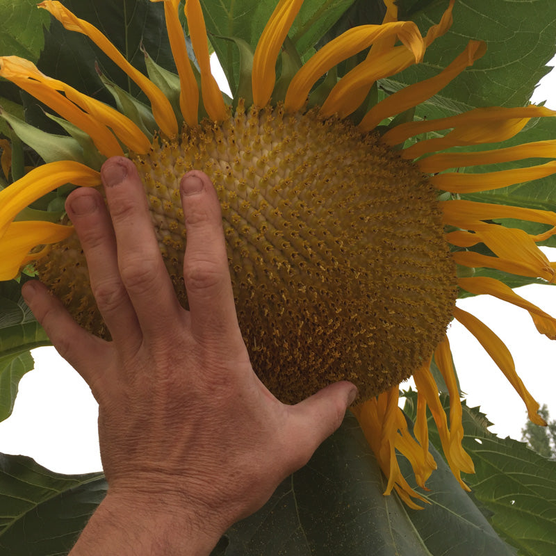 Sunflower-Mammoth Giant