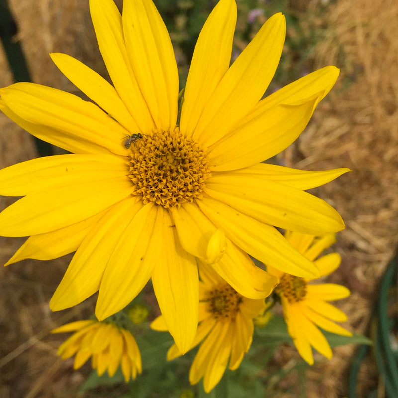 Sunflower-Perrenial