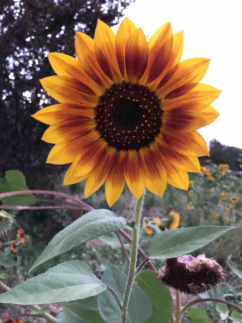 Sunflower-Amber Eye