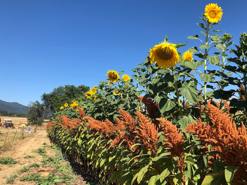 Russian store mammoth sunflower