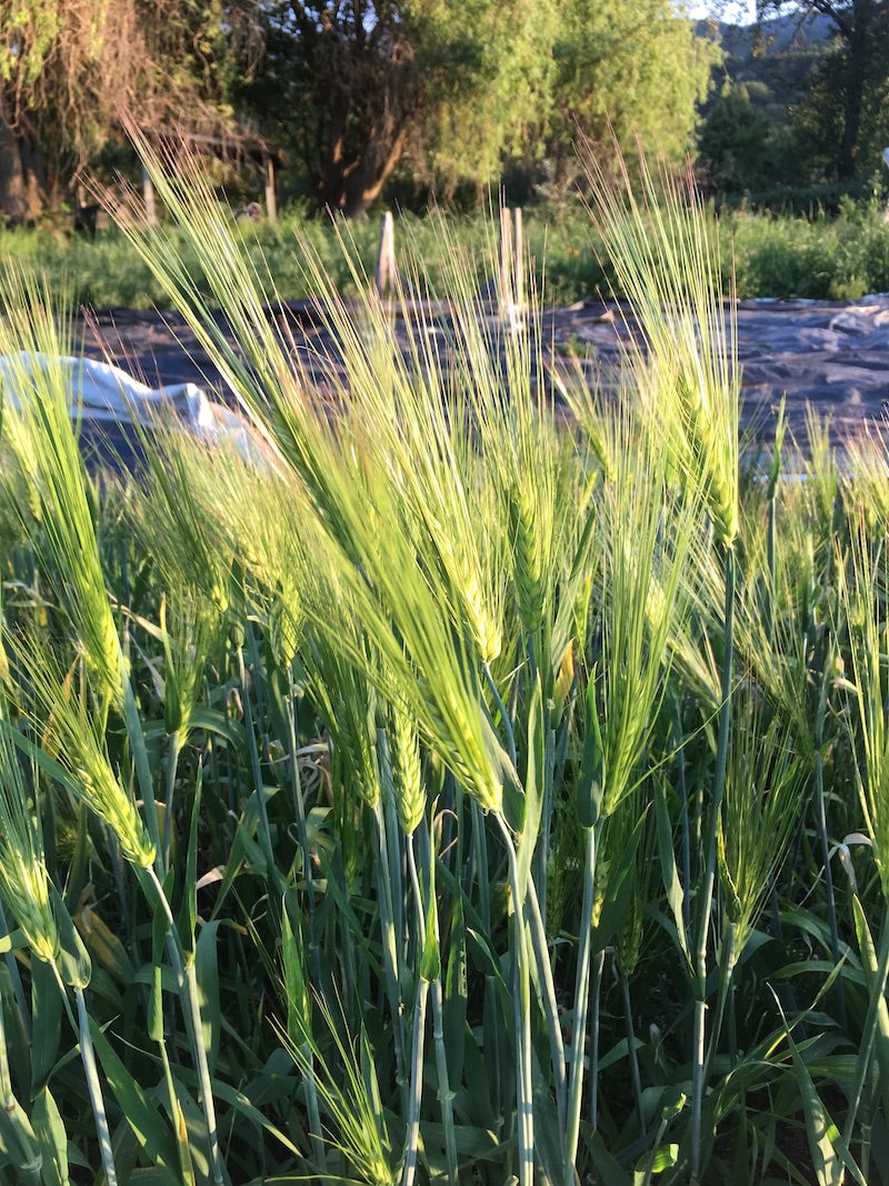 Barley-Takmachik