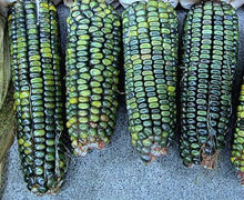 Load image into Gallery viewer, Corn-Dent-Oaxacan Green
