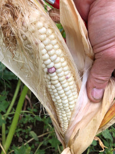 Corn-Flour-Navajo White