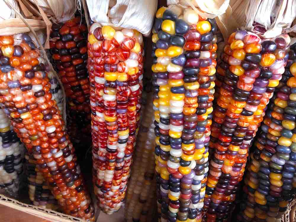 Corn-Flour-Wylie's Oaxacan