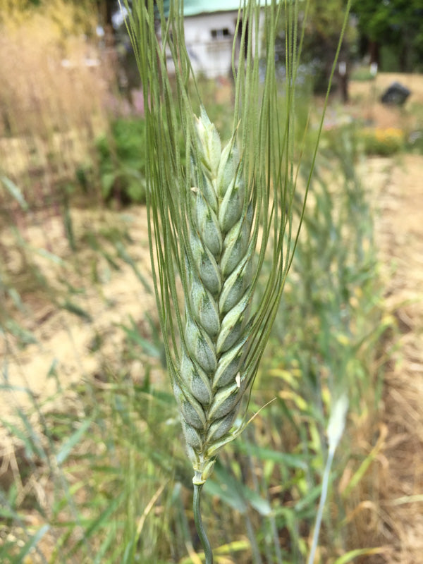 Wheat-Khorasan